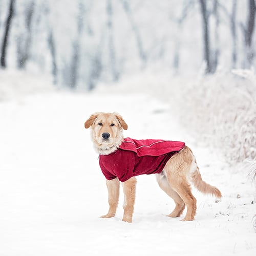 AdobeStock_193473436 copy